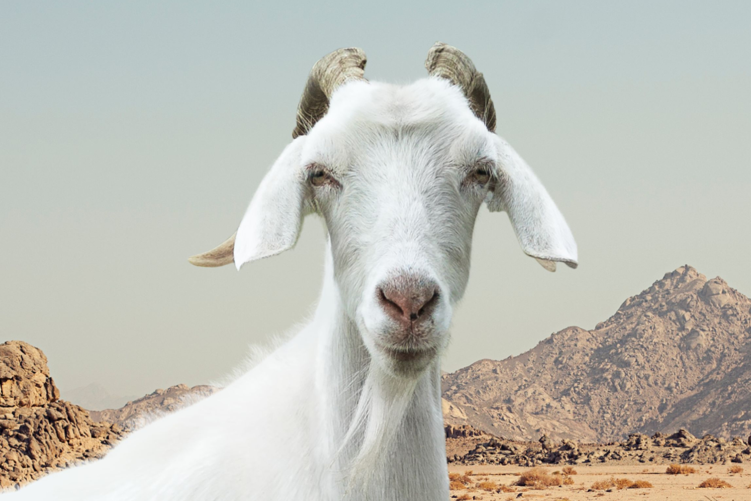 Subha The Goat